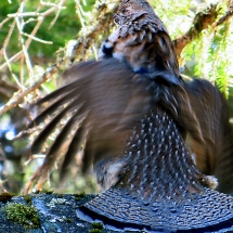 grouse drumming
